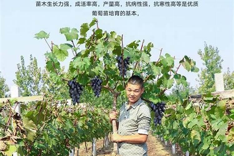 巨峰葡萄花后怎么施肥好