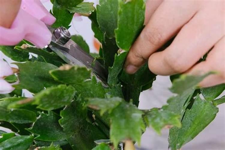 钾肥的正确使用方法 合理施用钾肥需要注意什么