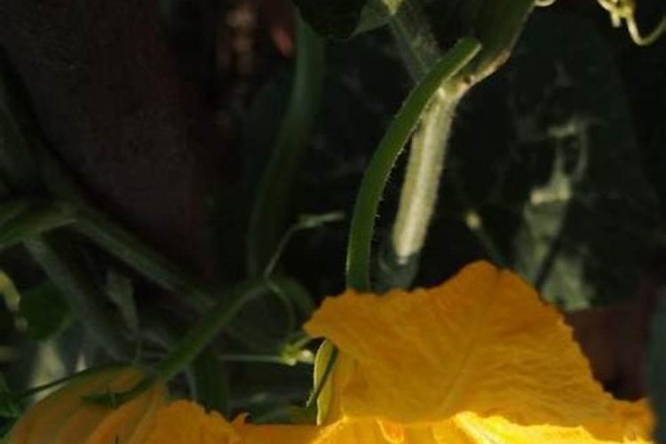 贝贝小南瓜开花时能打叶面肥吗？