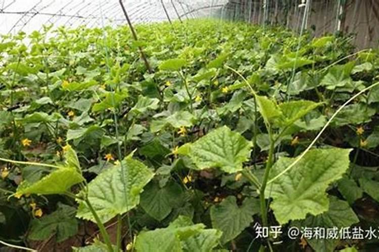 菜苗蔫了怎么救活