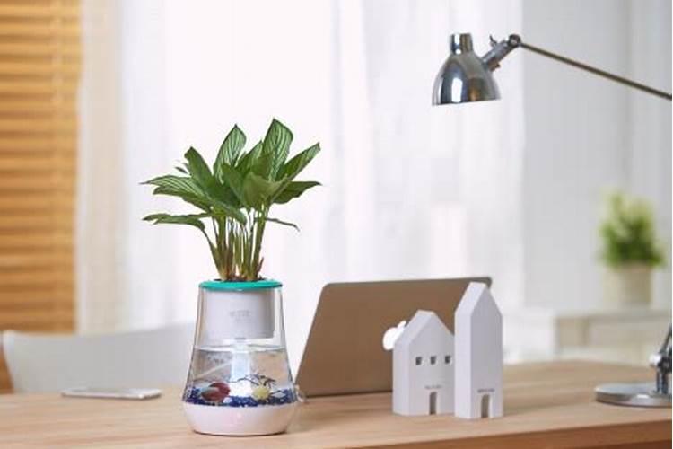 立冬后室内橡皮树如何养护