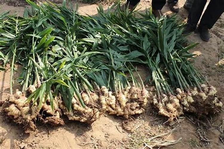 生姜喷施磷酸二氢钾的作用