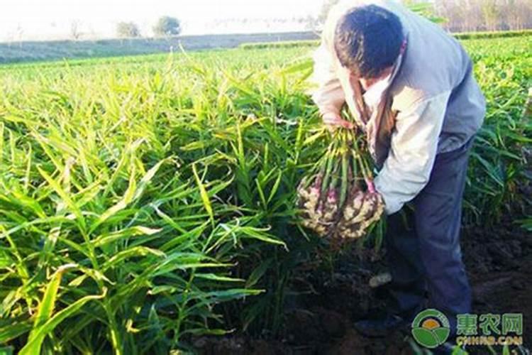 生姜种植用什么肥料最好