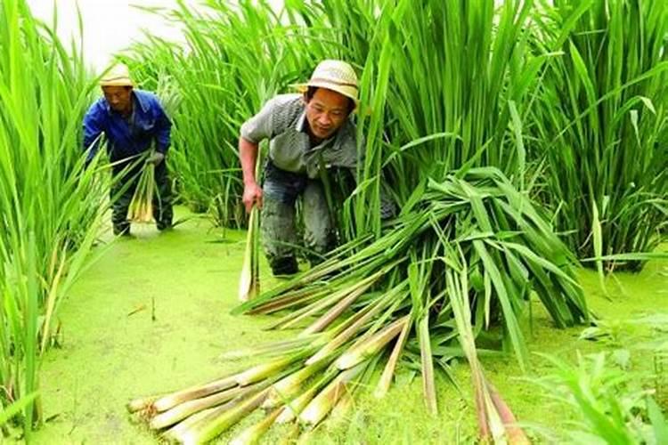 刚栽的菜苗应怎么浇水和追肥
