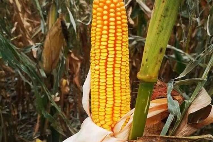 水培植物用什么肥料叶子绿最有效果 水养加什么肥长得快