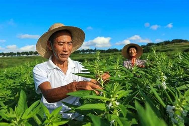 春玉米盘育乳苗地膜移栽防僵苗的方法有什么？