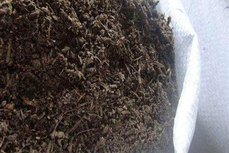 麦茬玉米怎样管理才能高产？有什么好的办法？