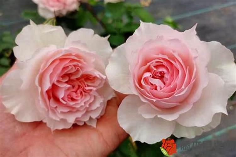 新移植的月季什么时候开始施肥