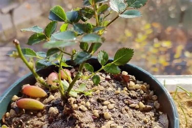 新移植的月季什么时候开始施肥