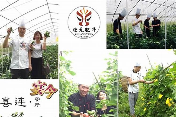 南充桑树基地采摘策略