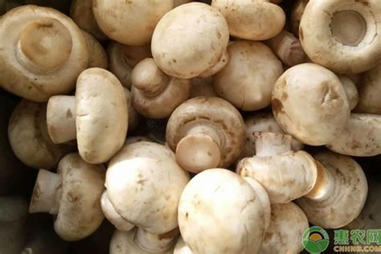 多力白蘑菇素食