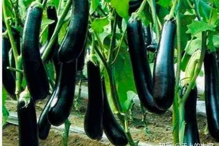 茄子用什么肥料做底肥好？茄子冲施肥用什么肥料？叶面喷施什么肥料？