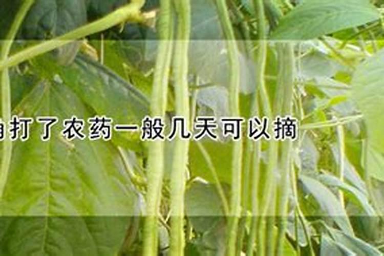 怎样种豆角开花多,结果多,产量高？