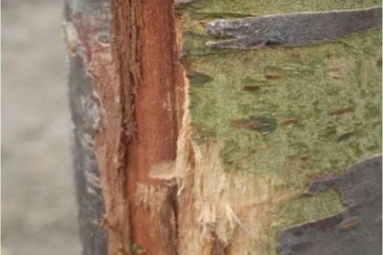 叶面肥多久用一次效果好？使用过多会有哪些危害？