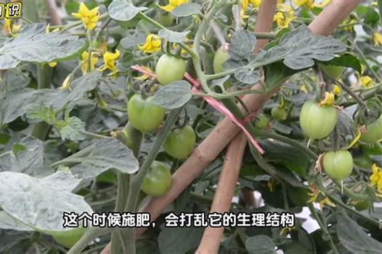 一般的蔬菜瓜果要用到什么肥料