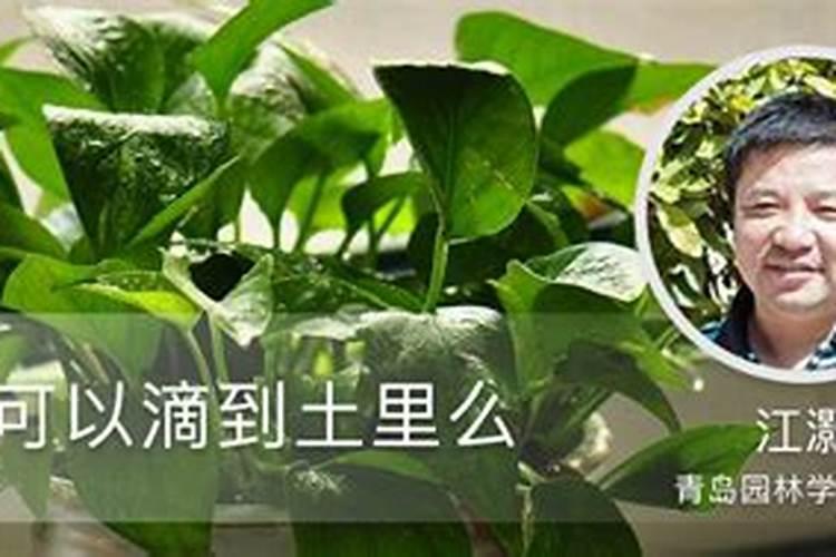 磷酸二氢钾控旺用量多少合适
