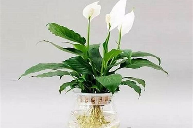 大姜种植后头两次浇水应怎么冲施肥料？