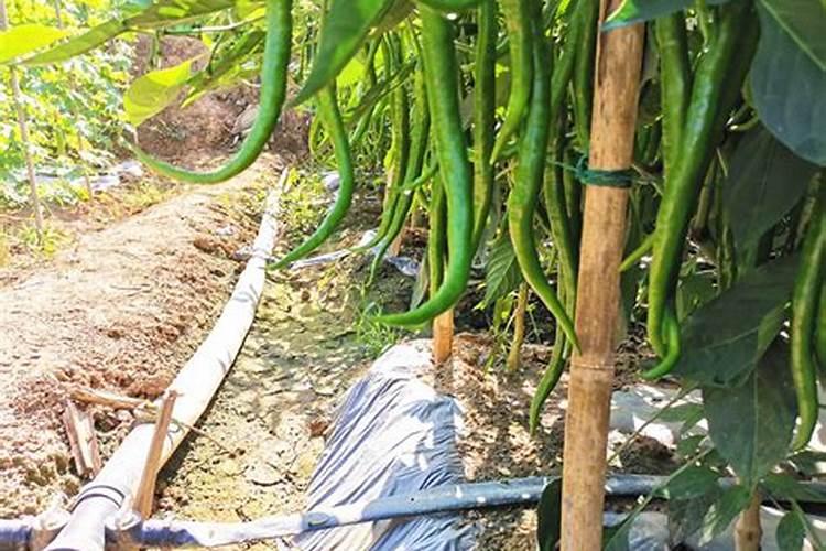 稻谷春天可以种吗 水稻春天能不能栽种呢