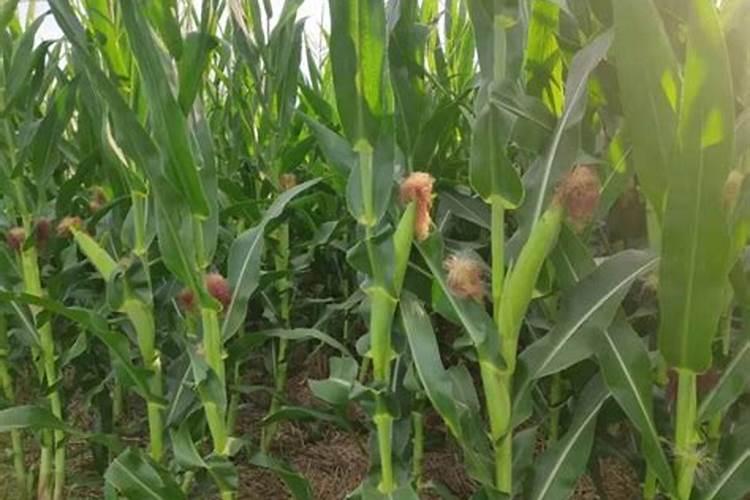 一亩地玉米究竟要施多少化肥