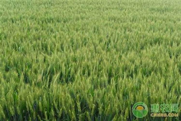 苹果树有黄叶,比较多我该用什么肥料比较好？