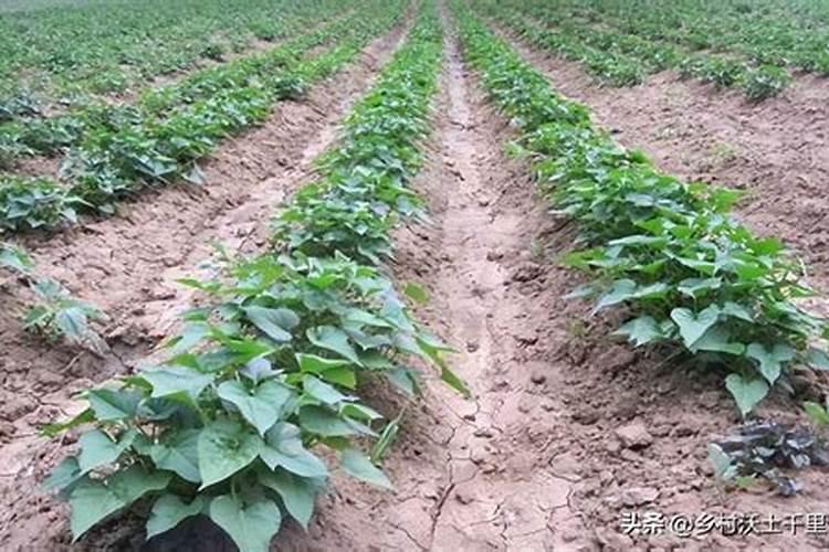 想要小麦高产有哪些种植小技巧？需要给小麦施硼肥吗？