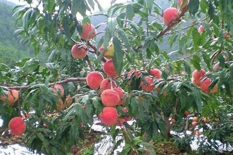 在暖棚内种植的油桃,究竟该在什么时候喂钙肥呢？