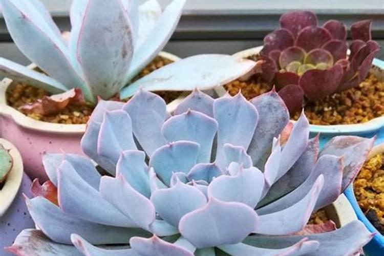 葡萄落果期可以浇水施肥吗