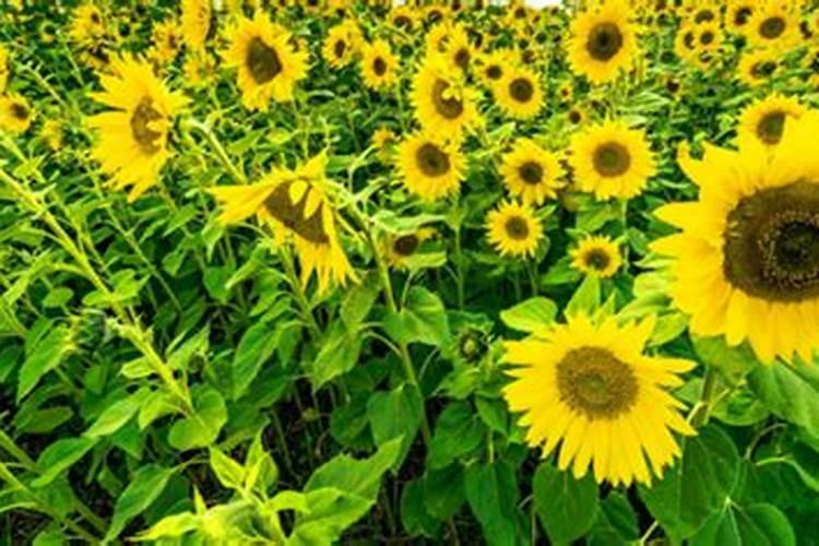 向日葵什么时候追肥合适？