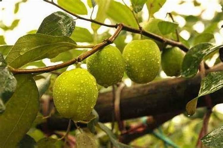 大量元素水溶肥料属于有机肥么