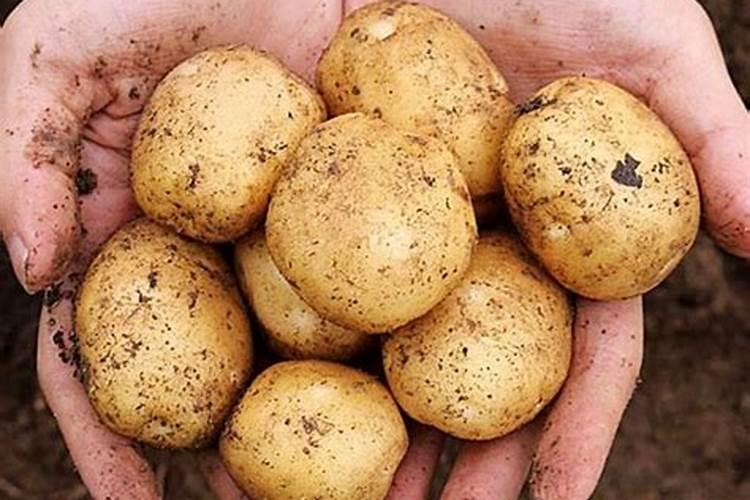 土豆和红薯最怕什么肥料？最喜欢什么肥料？