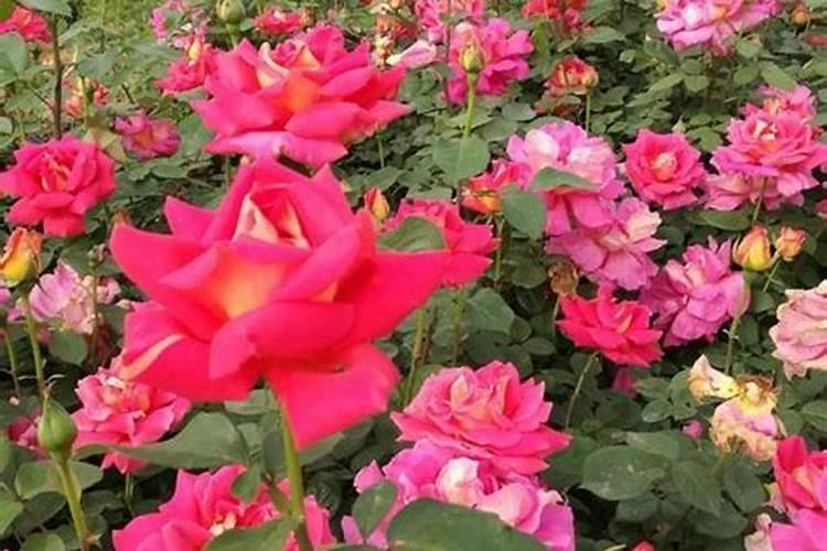 月季施肥方法和注意事项 月季花怎么施肥