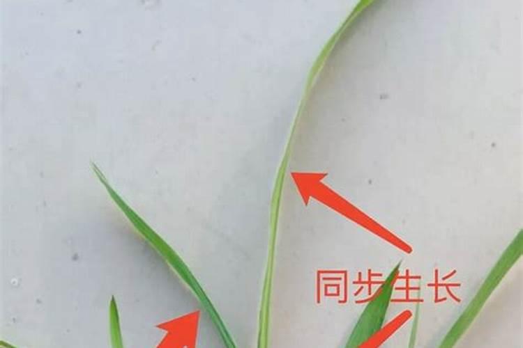 硫酸亚铁与硫酸铁的区别有哪些？