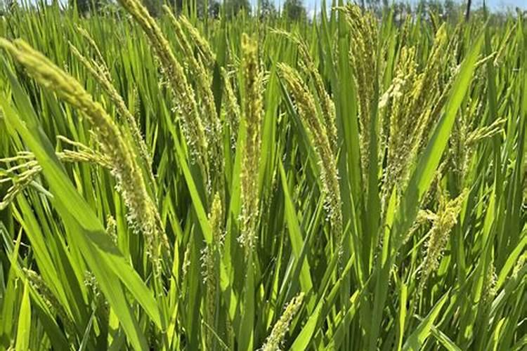 水稻各个时期的施肥量