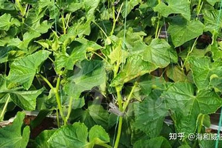 河南桃子产地在哪里