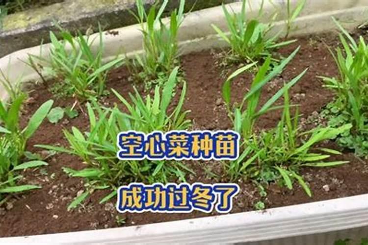 油麦菜移栽多久后可以施肥