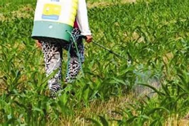 尿素肥料肥效多长时间