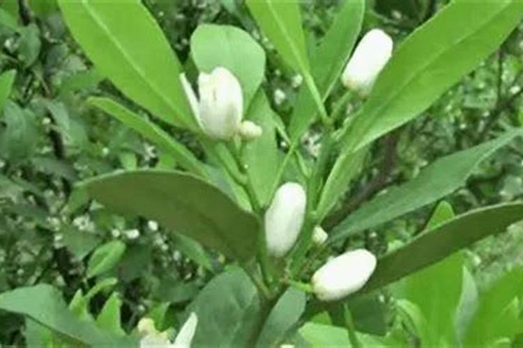 果树春天什么时候浇水施肥