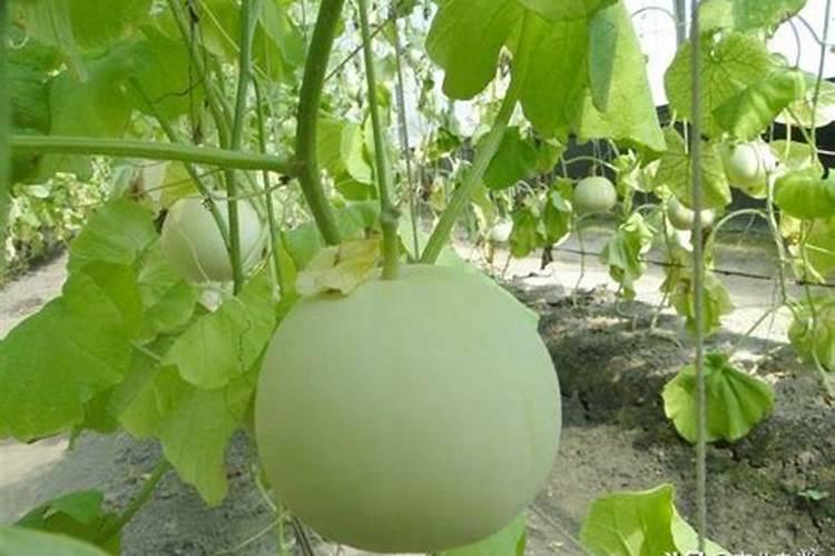 复合肥缩二脲含量标准