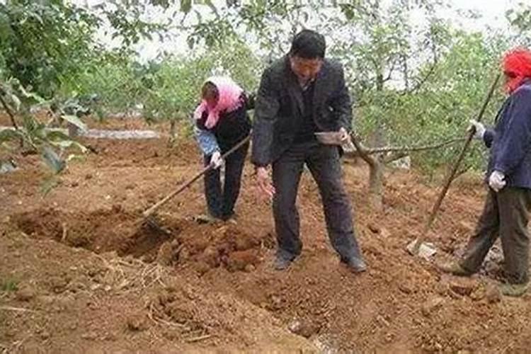栀子花浇什么肥最好