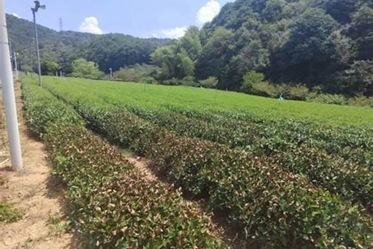 中石油豪车门再回应