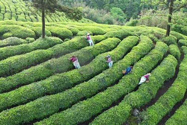十月半间茶叶树能施氮肥吗？