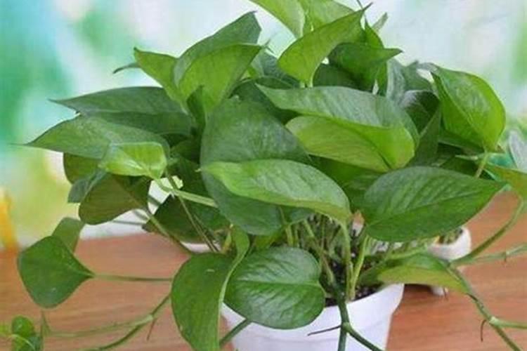 绿萝用什么肥料最好