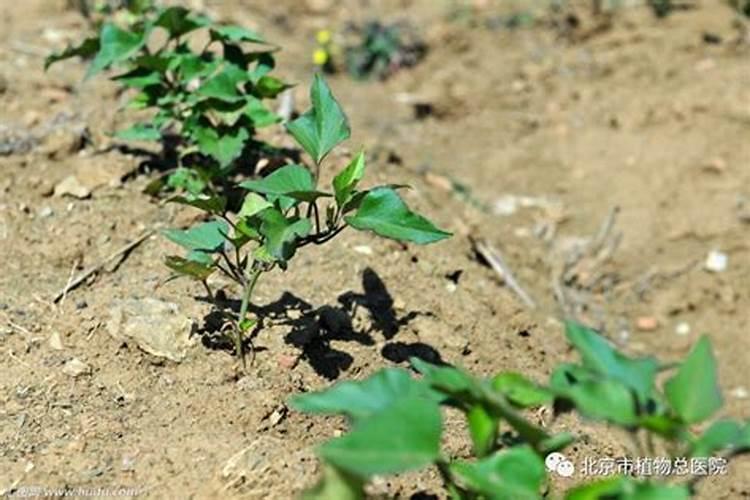 请问专家这瓜不甜有什么办法让它增甜