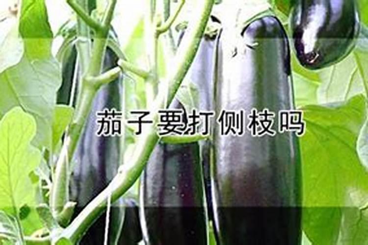 大棚种植茄子需要什么肥料