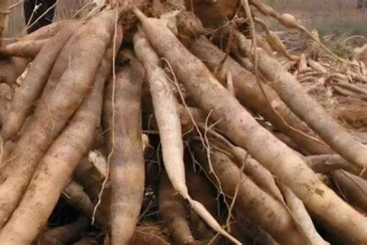 叶用甘薯如何进行无公害栽培？