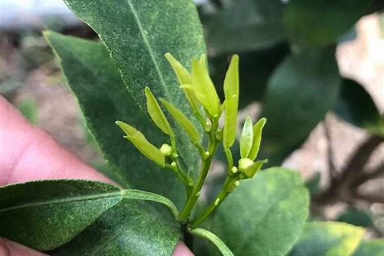 车厘子能在许昌种植么？