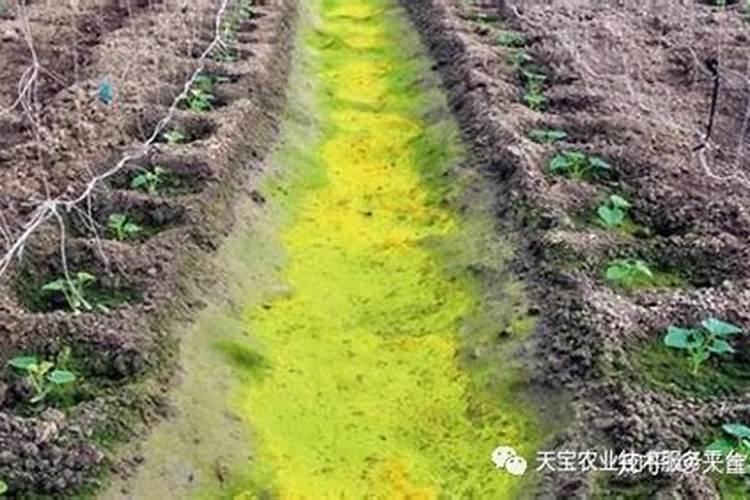 脐橙冬肥施什么肥好？