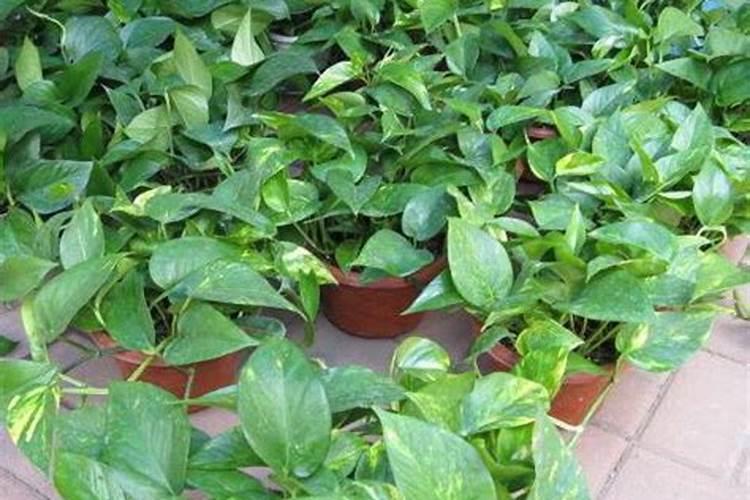 昙花施肥用什么肥料