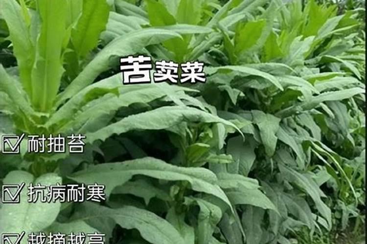 苦麦菜种植方法和时间