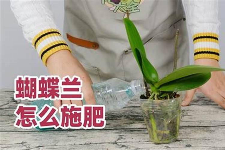 蝴蝶兰秋季用什么肥料